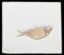 Bargain Knightia Fossil Fish - Wyoming #39666-1